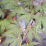 Acer palmatum 'Boskoop Glory'.png